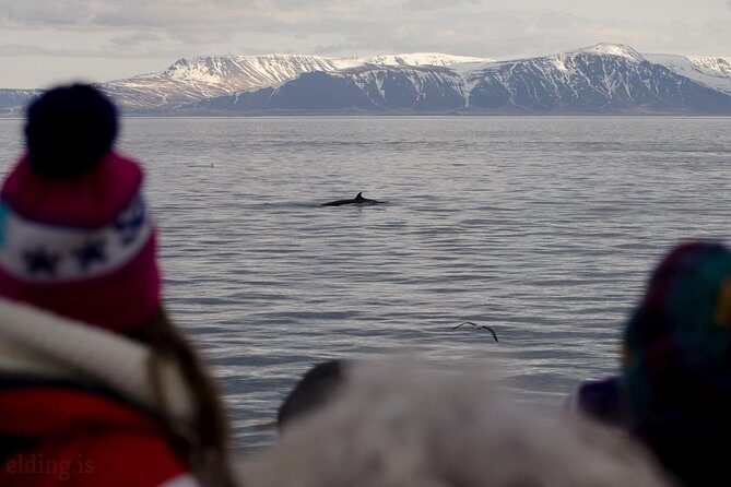 The Original Classic Whale Watching from Reykjavik - The Wildlife Exhibition ticket: learn before you scan