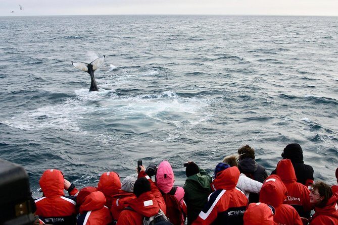 The Original Classic Whale Watching from Reykjavik - Warm gear, Wi-Fi, and onboard treats that won’t break your day