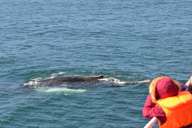The Original Classic Whale Watching from Reykjavik - Whale-watching etiquette: respect shows up in how they run the boat
