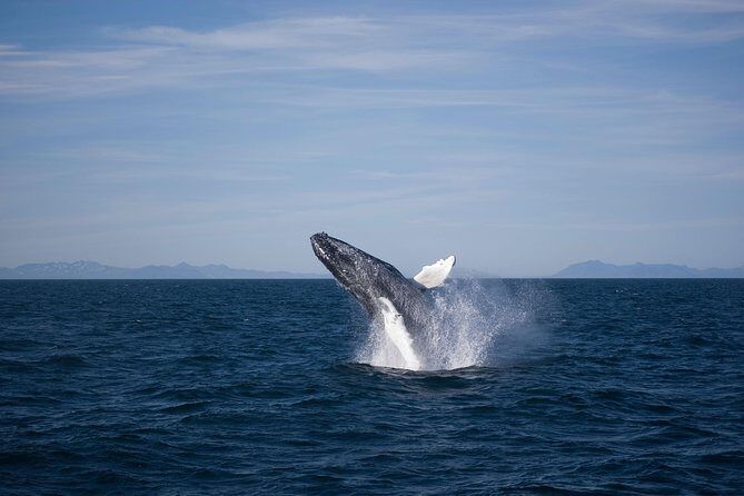 The Original Classic Whale Watching from Reykjavik - What you’re most likely to see: humpbacks, minke, and the seal-and-bird bonus