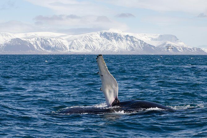 The Original Classic Whale Watching from Reykjavik - When weather changes the plan: wind, rough water, and alternate harbors