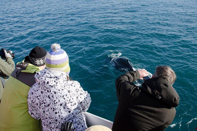 The Original Classic Whale Watching from Reykjavik - Finding Elding and getting kitted up fast