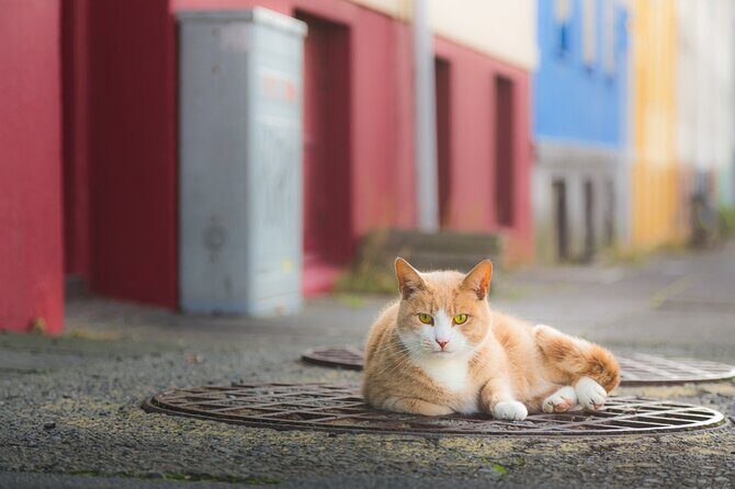 The Reykjavik Cat Walking Tour - Start at Ingólfstorg: the stone pillars and the cats question