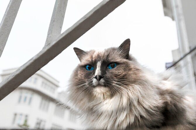 The Reykjavik Cat Walking Tour - Passing Hallgrímskirkja: the landmark route to the art stop