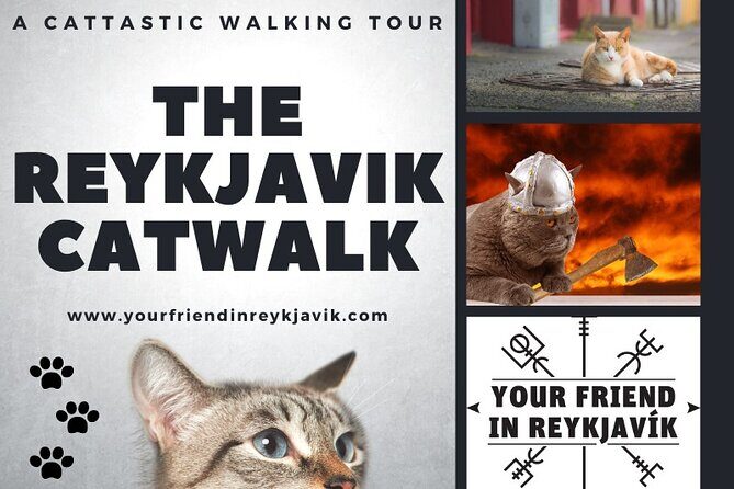 The Reykjavik Cat Walking Tour - When to go if you want more cats outside