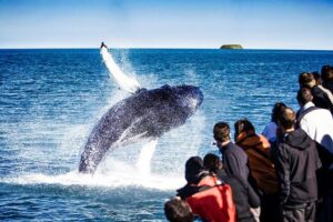 Traditional Oak Ship Whale Watching Tour From Husavik - Gear and cold-proofing: oversuits, raincoats, and what to wear under them