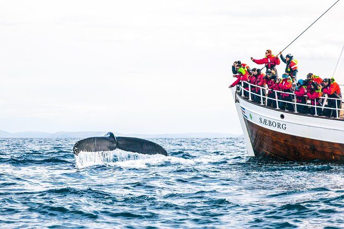 Traditional Oak Ship Whale Watching Tour From Husavik - How the guide helps you spot whales (without turning it into a circus)