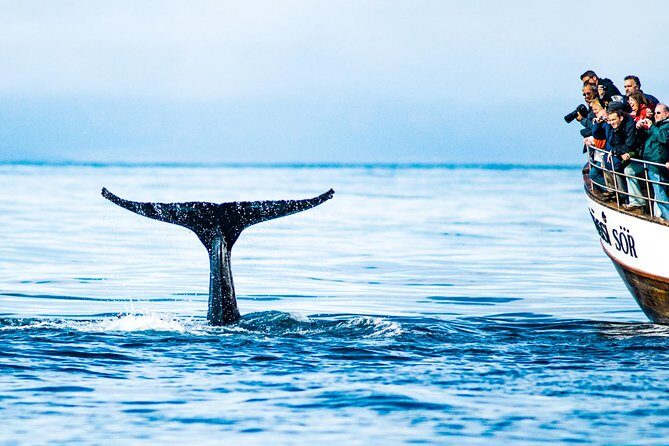 Traditional Oak Ship Whale Watching Tour From Husavik - Wildlife odds: humpbacks, dolphins, and the birds that steal the show
