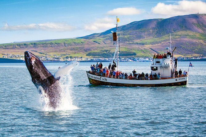 Traditional Oak Ship Whale Watching Tour From Husavik - Timing matters: choosing morning, afternoon, or evening departures