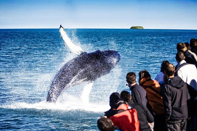Traditional Oak Ship Whale Watching Tour From Husavik - Gear and cold-proofing: oversuits, raincoats, and what to wear under them