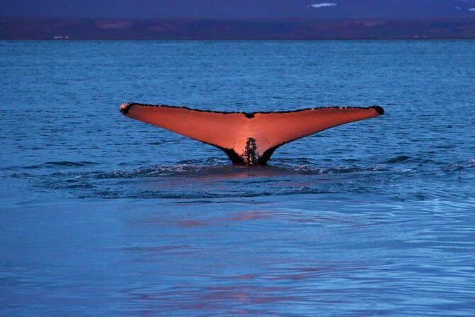 Traditional Whale Watching from Húsavík by Local Family Company - Why Húsavík and Skjálfandi Bay are the whale-watching sweet spot