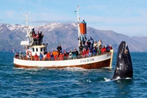 Traditional Whale Watching from Húsavík by Local Family Company - The oak-boat ride: what “3 hours” feels like on the water