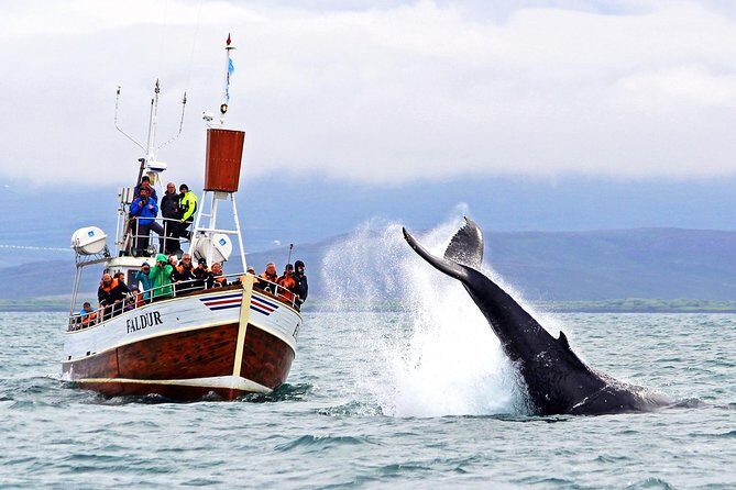 Traditional Whale Watching from Húsavík by Local Family Company - What you’ll do at the single big stop: Gentle Giants whale searching