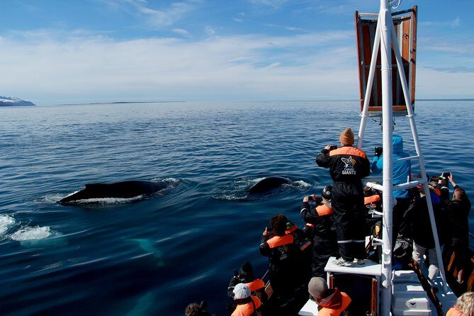 Traditional Whale Watching from Húsavík by Local Family Company - Warm gear, cold wind, and staying comfortable enough to enjoy it