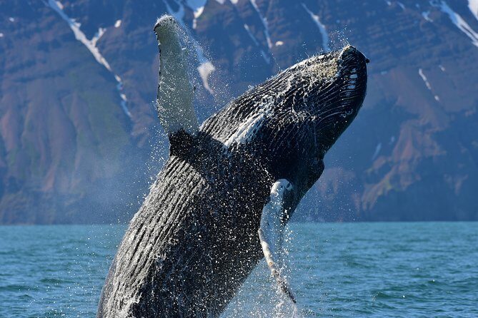 Traditional Whale Watching from Húsavík by Local Family Company - Wildlife you might see: whales, dolphins, and puffins on the same outing
