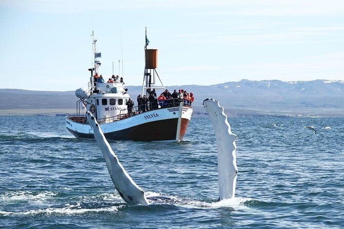 Traditional Whale Watching from Húsavík by Local Family Company - Crew energy: how the guide and captain style shapes your day
