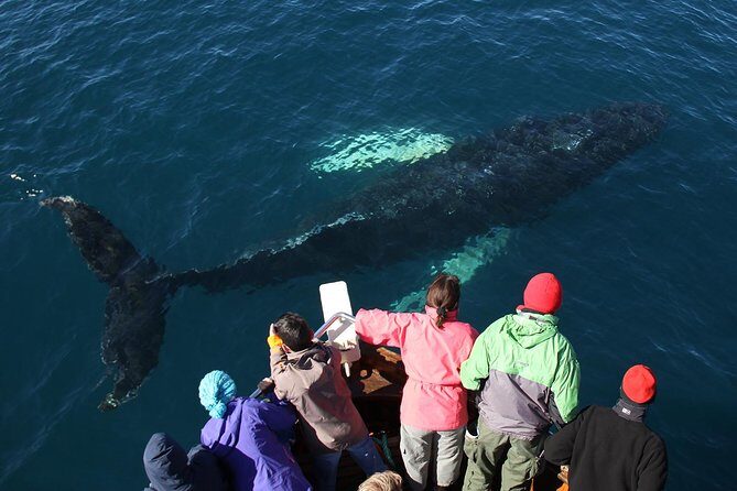 Traditional Whale Watching from Húsavík by Local Family Company - Who should book this tour, and who should consider alternatives