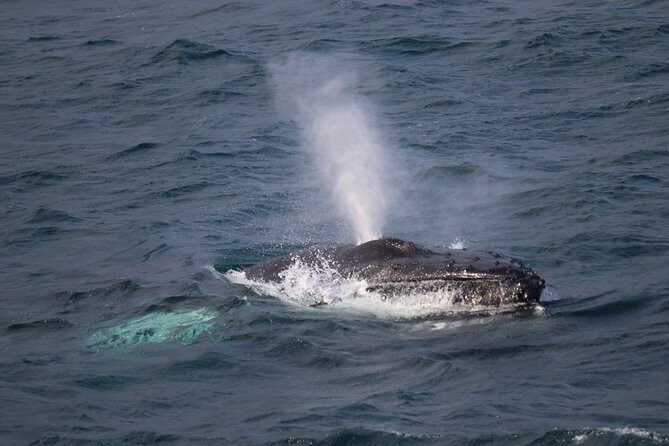 Whale-Watching Boat Tour with Expert Guide from Reykjavik - Quick Key Points Before You Go