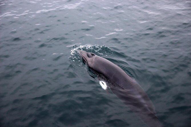 Whale-Watching Boat Tour with Expert Guide from Reykjavik - Old Harbor Start: How You Get Into Whale-Watching Mode
