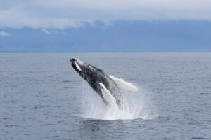 Whale-Watching Boat Tour with Expert Guide from Reykjavik - Deck Time vs Warm Inside: The Comfort System That Matters