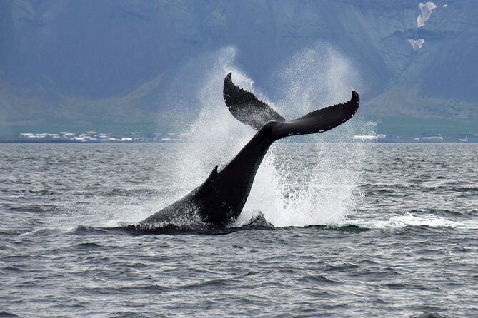 Whale-Watching Boat Tour with Expert Guide from Reykjavik - Faxaflói Bay and the Whale Hunt: What You’re Actually Looking For