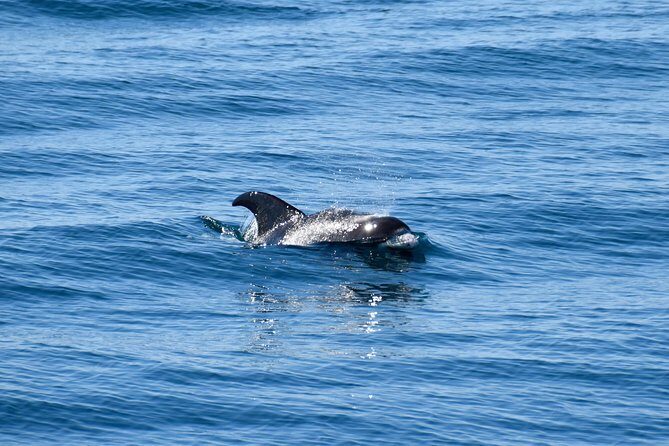 Whale-Watching Boat Tour with Expert Guide from Reykjavik - Gear, Comfort Extras, and Small Wins That Add Up