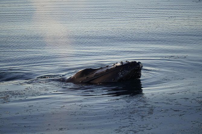 Whale-Watching Boat Tour with Expert Guide from Reykjavik - The Viewing Reality: Turning the Boat and Finding Your Best Angle