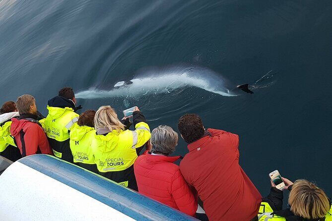 Whale-Watching Boat Tour with Expert Guide from Reykjavik - Wildlife Guarantee: How the Try-Again Ticket Works for Your Risk