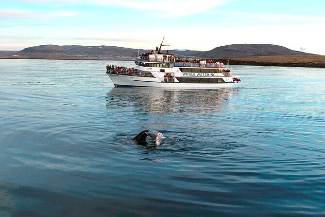 Whale-Watching Boat Tour with Expert Guide from Reykjavik - Weather, Sea Conditions, and What “Dress Appropriately” Means