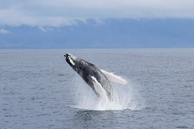 Whale-Watching Boat Tour with Expert Guide from Reykjavik - Deck Time vs Warm Inside: The Comfort System That Matters