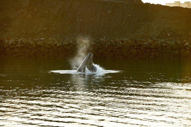 Whale Watching Cruise on a Yacht in Reykjavik - What you’re likely to see: minke, humpbacks, dolphins, porpoises (and orcas)