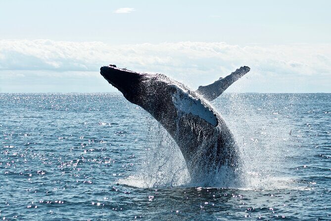 Whale Watching Cruise on a Yacht in Reykjavik - The boat and deck setup: staying comfortable while you stare at the water