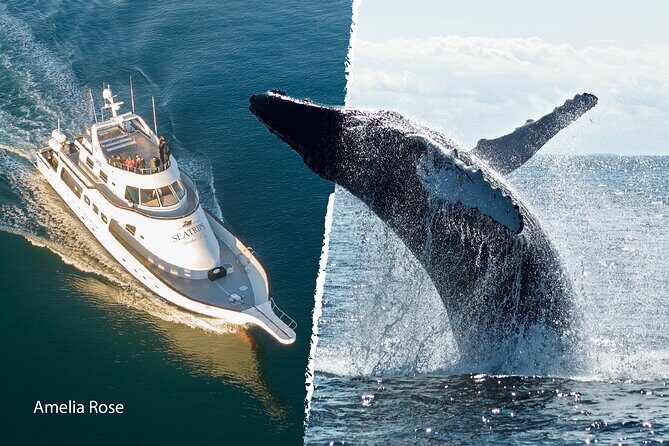 Whale Watching Cruise on a Yacht in Reykjavik - Your guide on wildlife behavior: why the narration changes the experience