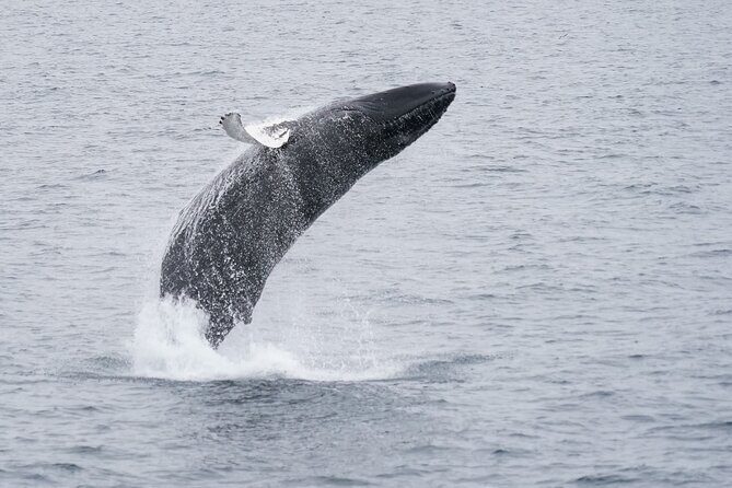 Whale Watching Cruise on a Yacht in Reykjavik - Timing, waiting, and the moment the whales show up