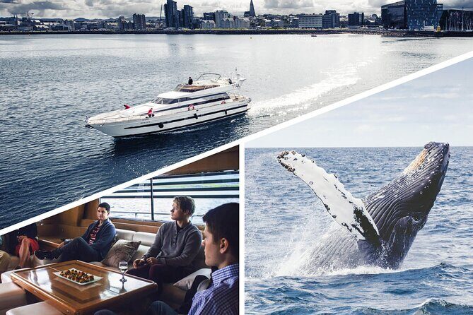 Whale Watching & Dolphin Yacht Cruise - Old Harbor Departure: What to Do Before You Even Leave the Dock