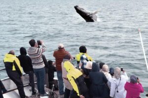 Whale Watching & Dolphin Yacht Cruise - Faxafloi Bay Cruise: How the Coast and Mountains Fit Into the Tour