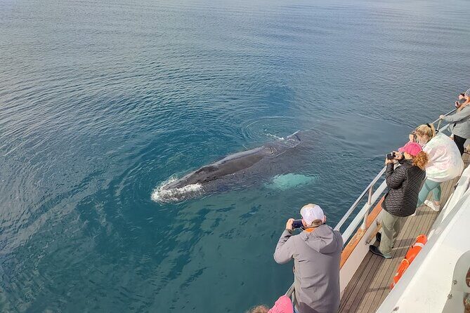 Whale Watching & Dolphin Yacht Cruise - Onboard Comfort on Harpa and Amelia Rose: Warmth, Deck Space, and Wi‑Fi