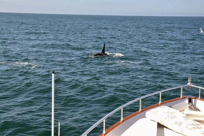 Whale Watching & Dolphin Yacht Cruise - Value and Price: Is $108.61 Worth It for a 3-Hour Bay Cruise?