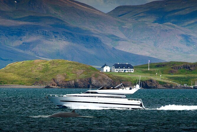 Whale Watching & Dolphin Yacht Cruise - Who Should Book This Yacht Cruise, and Who Might Want Alternatives?