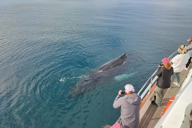 Whale Watching & Dolphin Yacht Cruise - Should You Book Whale Watching & Dolphin Yacht Cruise from Reykjavik?