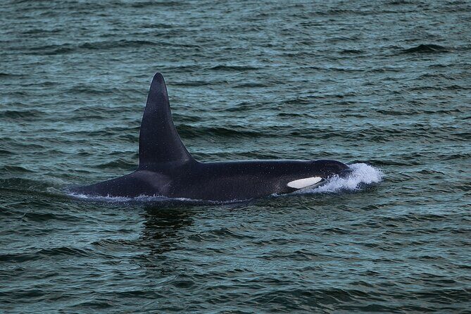 Whale Watching & Dolphin Yacht Cruise - FAQ