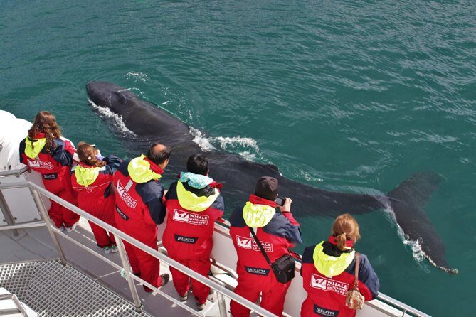 Whale Watching from Downtown Akureyri - Key Highlights You’ll Feel Right Away