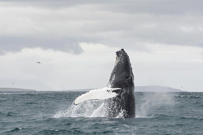 Whale Watching from Downtown Akureyri - Downtown Akureyri to the Eyjafjord: Why This Trip Works