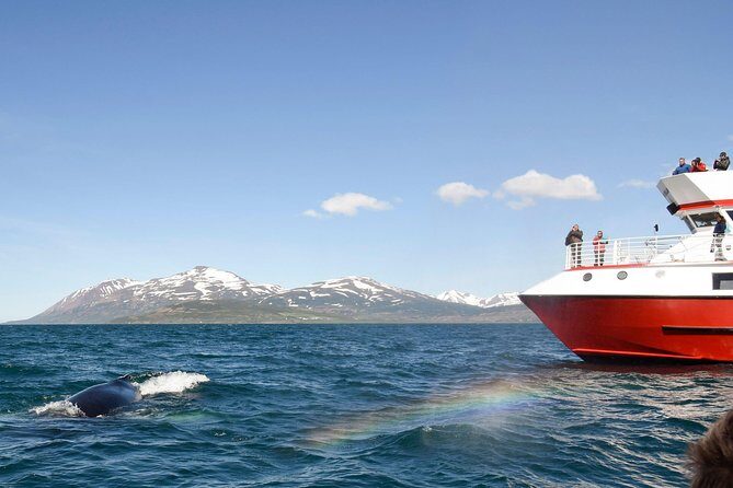 Whale Watching from Downtown Akureyri - Getting to Elding at Oddeyrarbót 2 Without Stress