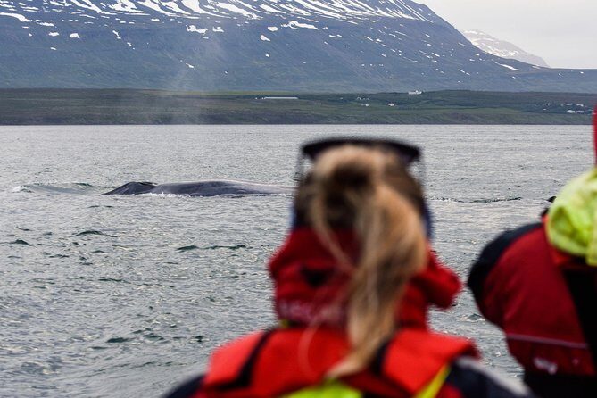 Whale Watching from Downtown Akureyri - On Board: Thermal Gear, Rain Protection, and Staying Sane