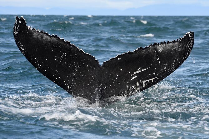 Whale Watching from Downtown Akureyri - The Crew’s Role: Captain Skill and Guide Talk