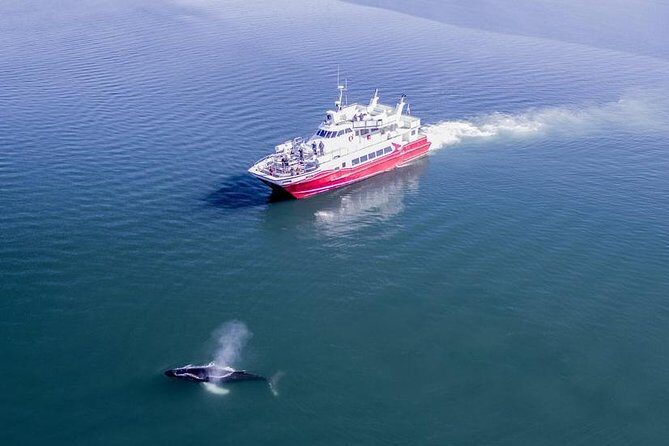 Whale Watching from Downtown Akureyri - Price and Value: What $104 Buys You in Real Life