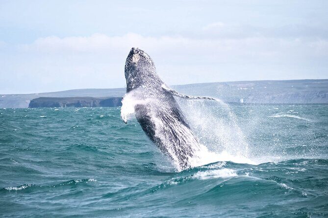 Whale Watching in Husavik - Getting started at North Sailing in Húsavík