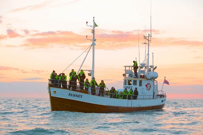Whale Watching in Husavik - How the crew improves your odds (without bothering wildlife)
