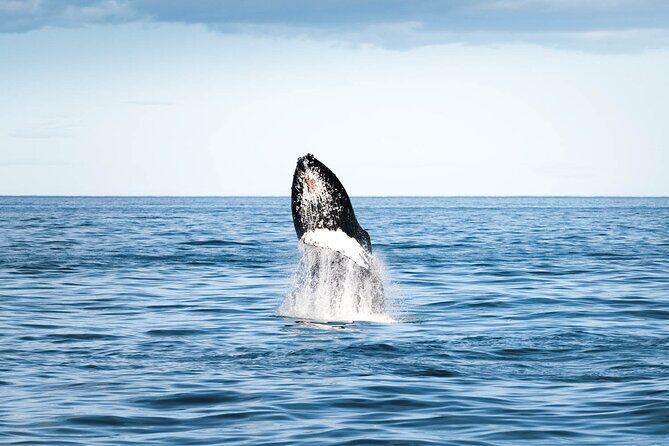Whale Watching in Husavik - Warmth and refreshments: the parts that make Iceland bearable
